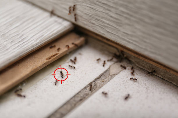Best Pest Removal Services  in Edgecliff Village, TX