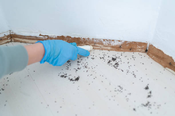 Best Residential Pest Control  in Edgecliff Village, TX